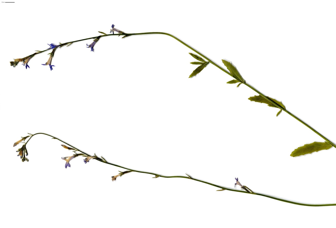 Lobelia urens (Campanulaceae)